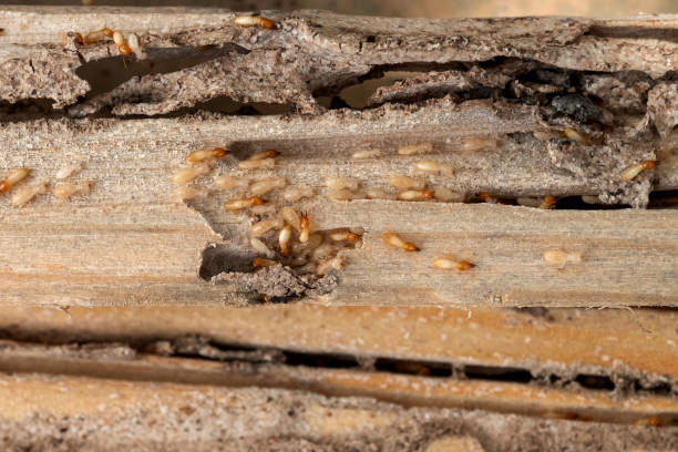 Best Pest Prevention Services  in Blaine, WA